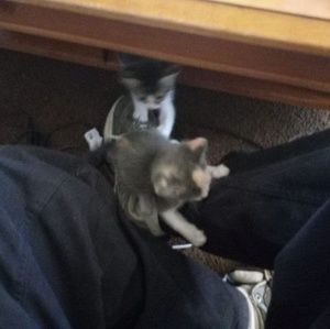 Meet your Posher, Thomas